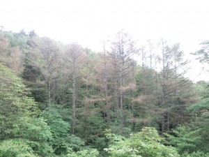 CA3I6177
