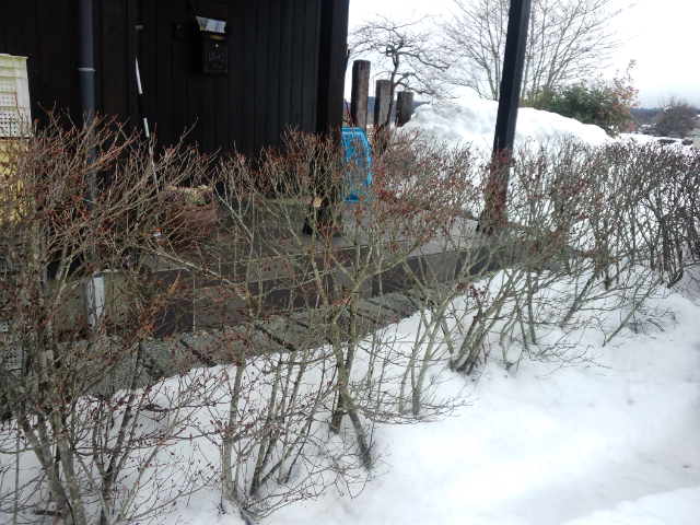 大雪を予想か?