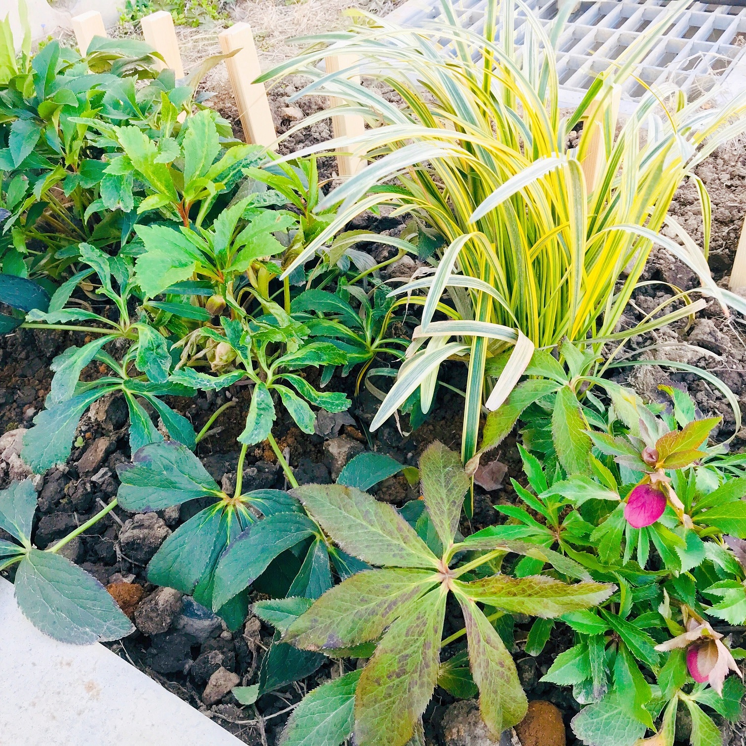 植物の生命力