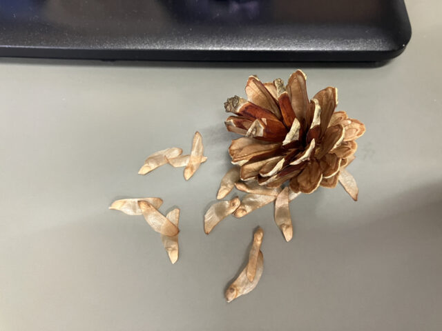 5a42de2c600d2af9f3422707277fe8